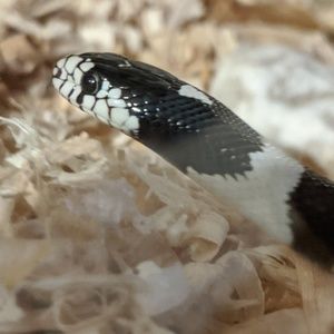 Meet your Posher, Jacob